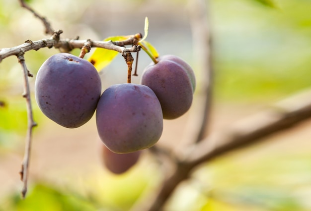 Jugosa ciruela en una rama, cosecha de verano, primer plano