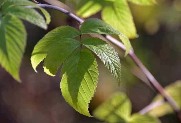 Jugosa hoja verde con una superficie brillante en la rama de un arbusto en primer plano la naturaleza de Siberia