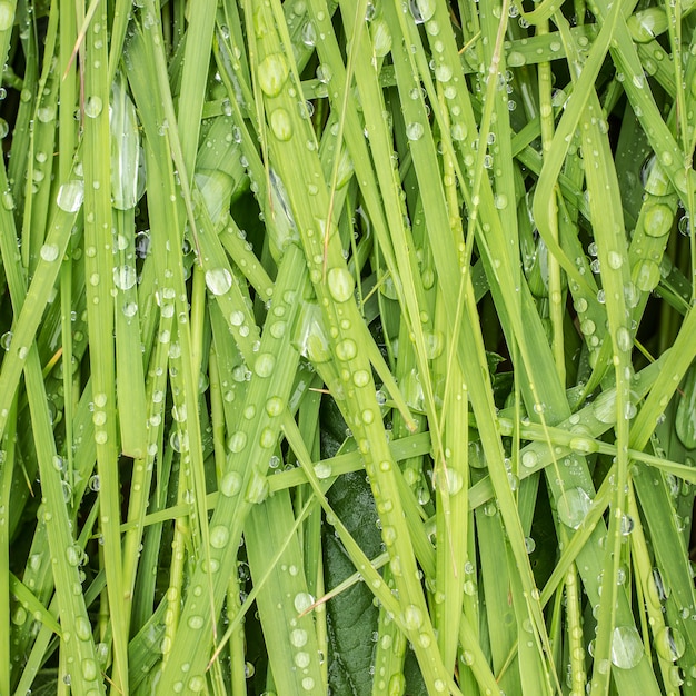 Jugosa juncia de hierba verde con gotas después de la lluvia