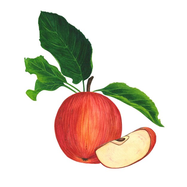 Jugosa manzana roja con hojas verdes y una rodaja dibujada a mano Ilustración acuarela aislada