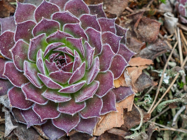 Jugosa púrpura suculenta a principios de primavera en el bosque