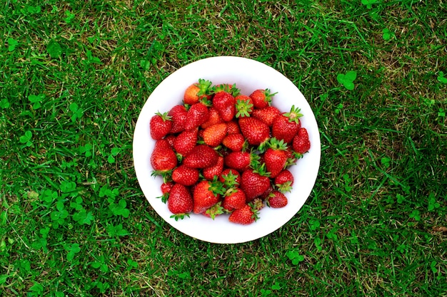 Jugosas bayas rojas maduras en un plato sobre la hierba verde en el jardín