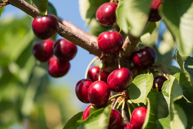 Jugosas cerezas rojas en cerezo. De cerca