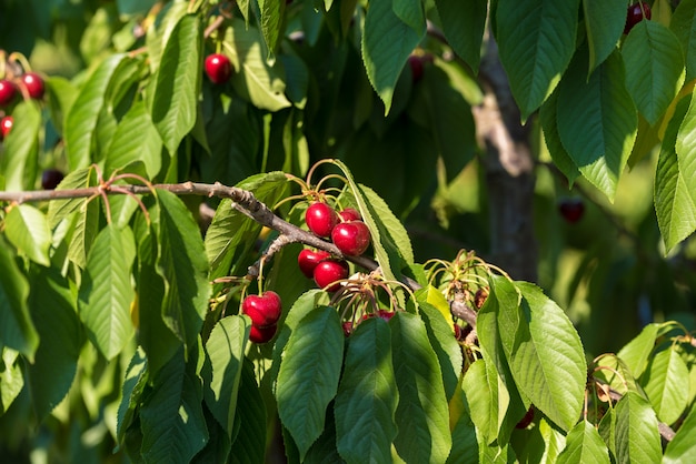 Jugosas cerezas rojas en cerezo. De cerca