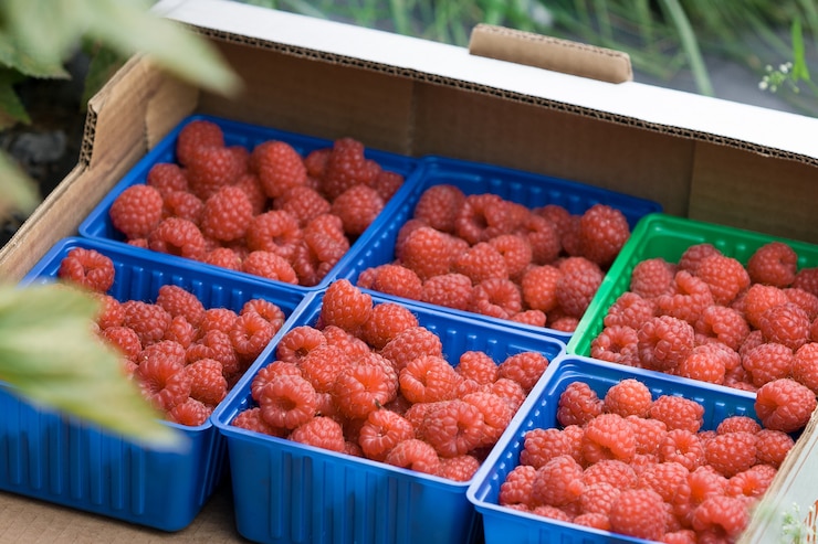 Foto jugosas frambuesas noruegas orgánicas frescas cosechadas en el jardín en el campo en caja colorida