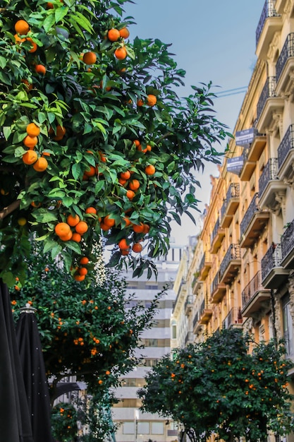 Jugosas frutas maduras de naranjas en el árbol.