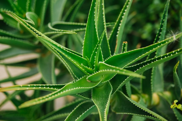 Jugosas hojas verdes espinosas de aloe El aloe vera es el mejor remedio herbal natural para la cicatrización de heridas y procedimientos cosméticos Medicina alternativa