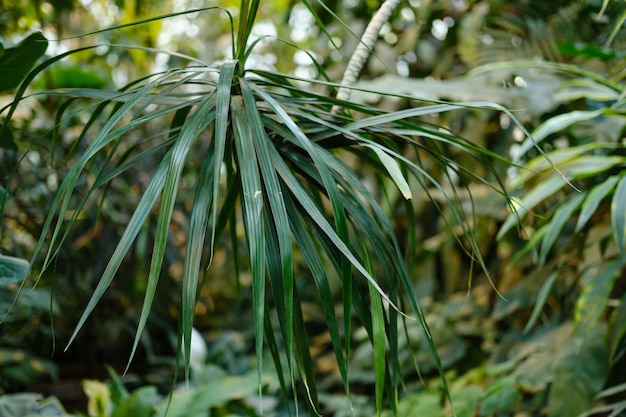 Jugosas hojas verdes de plantas tropicales en el jardín botánico Foto de alta calidad