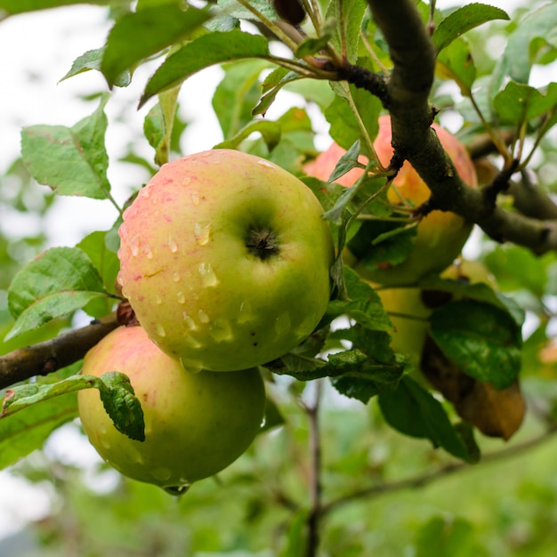 Jugosas manzanas maduras colgando de un árbol