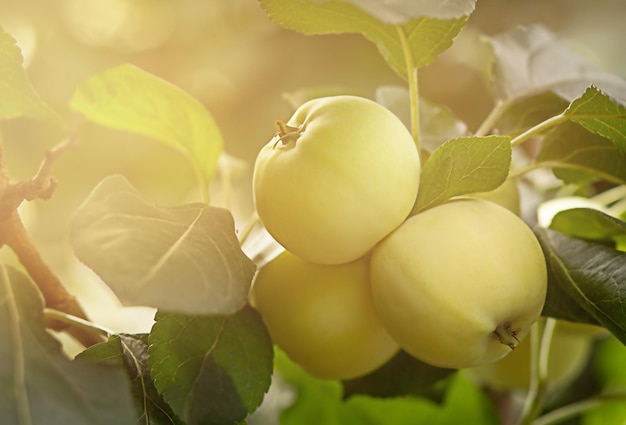 jugosas manzanas verdes maduras cuelgan de una rama