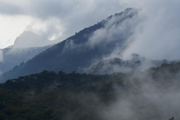 El jugoso bosque verde en las montañas está enterrado en las nubes