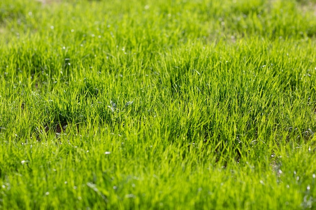 Jugoso césped cubierto de verde brillante en el sol