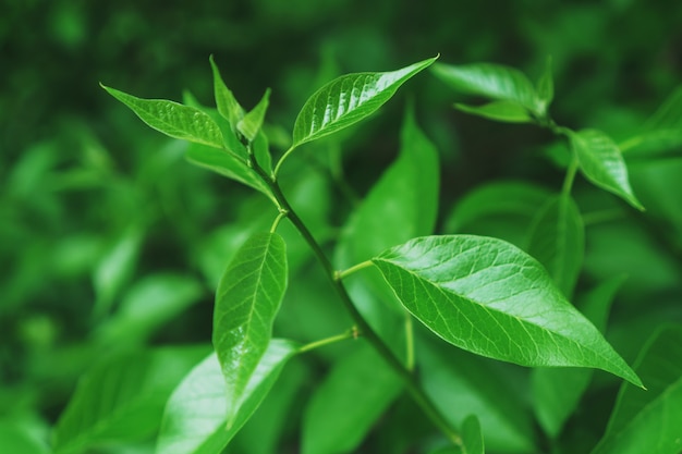 Jugoso follaje verde de plantas jóvenes en el bosque