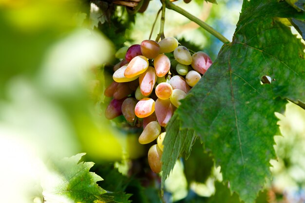 Jugoso racimo de uvas maduras en el viñedo en un día soleado