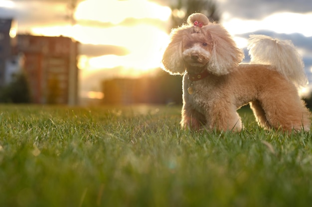 Foto juguete de caniche de belleza jugando