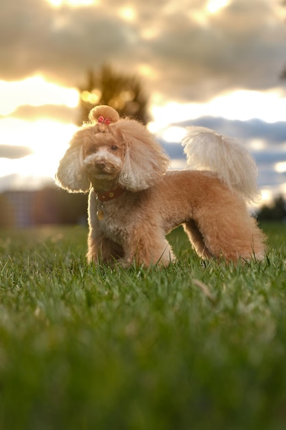 Foto juguete de caniche de belleza jugando