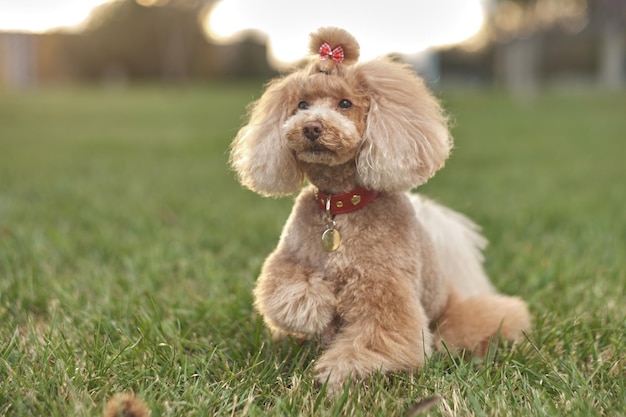 Foto juguete de caniche de belleza jugando