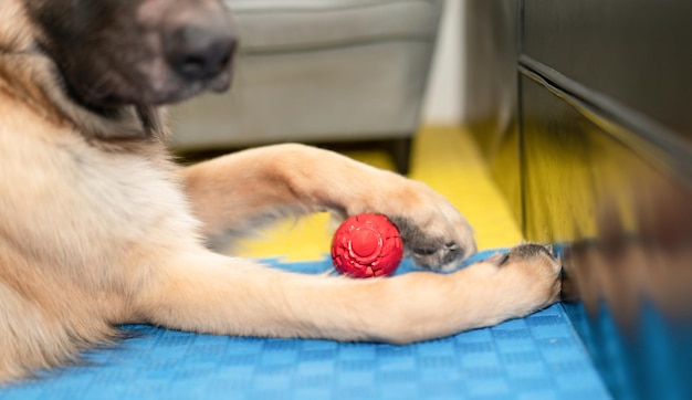 Juguete de pelota para perros en el piso