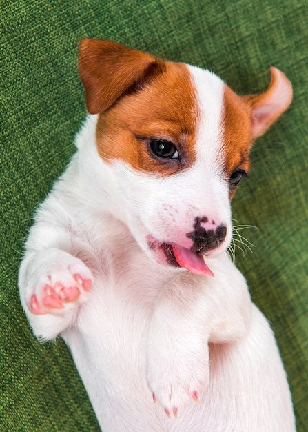 Juguetón cachorro de Jack Russell Terrier tumbado en verde