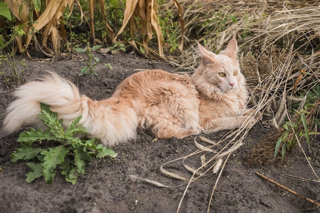Juguetón gatito maine coon jengibre se encuentra al aire libre. Gran gato rojo en el jardín