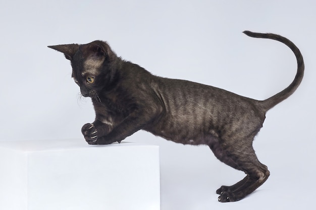 Foto juguetón gatito negro de la raza cornish rex sobre un fondo blanco.