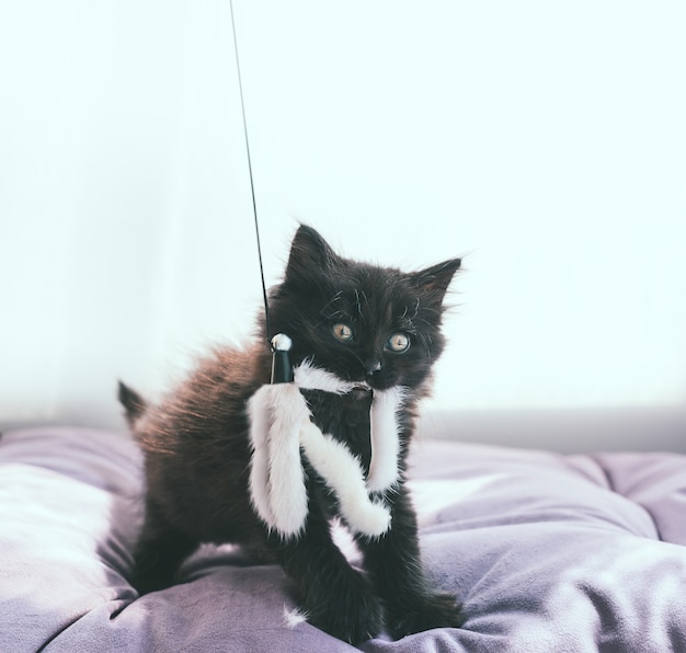 Juguetón gatito negro se para y sostiene un juguete de piel teaser en su boca