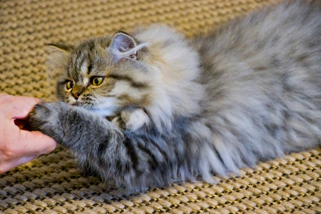 Juguetón gatito de pelo largo persa de color gris chinchilla. Mascota casera. Gato travieso.