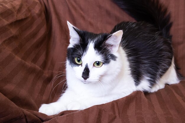 Un juguetón gato blanco y negro miente