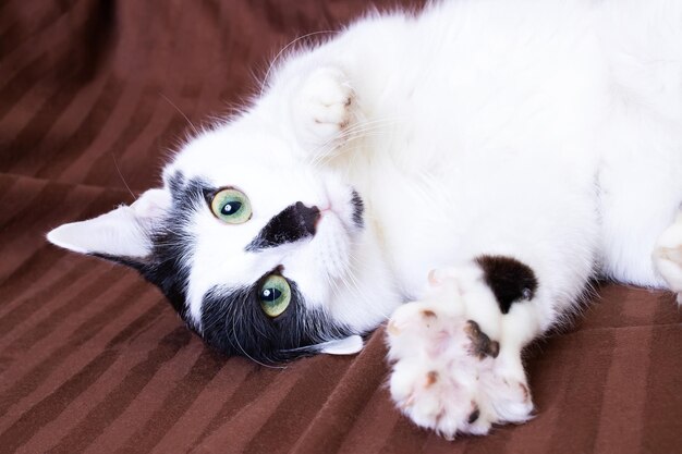 Un juguetón gato blanco y negro miente