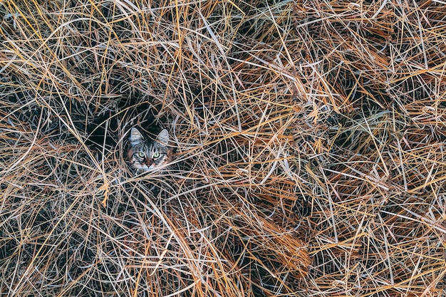 Juguetón gato doméstico tiro en la hierba arriba.