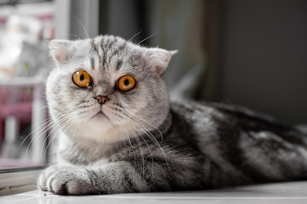 Juguetón gato scottish fold en el suelo. El gato del pliegue escocés del primer es tan lindo. Tan lindo gato en la habitación.