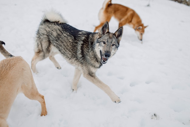 Juguetón perro gris husky siberiano corriendo en la nieve.