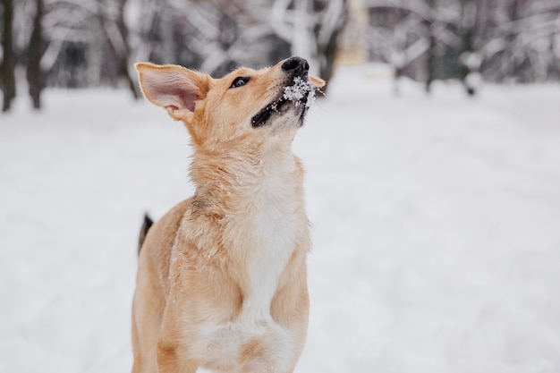 Juguetón perro marrón claro sentado en la nieve en un bosque