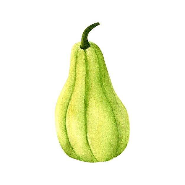 Juicy verde calabaza acuarela ilustración botánica realista para impresiones invitaciones postales dedicadas a las vacaciones de otoño Acción de Gracias Halloween fiesta de la cosecha mercado de agricultores