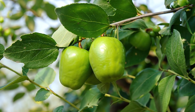 Jujube verde fresco en el árbol de jujube