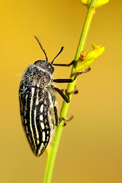 Julodis onopordi es una especie de escarabajos perteneciente a la familia Buprestidae