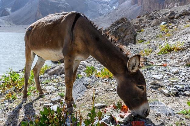 Foto jumentos nas montanhas do tajiquistão