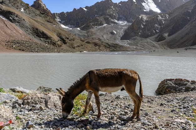 Jumentos nas montanhas do tajiquistão