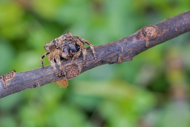 Foto jumping spider en el fondo borroso