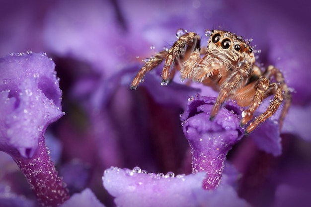 Jumping spider todo cubierto de gotas de rocío sobre la bonita flor morada