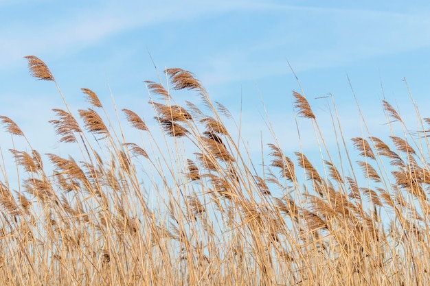 Junco comum, Juncos secos, céu azul, (Phragmites australis)