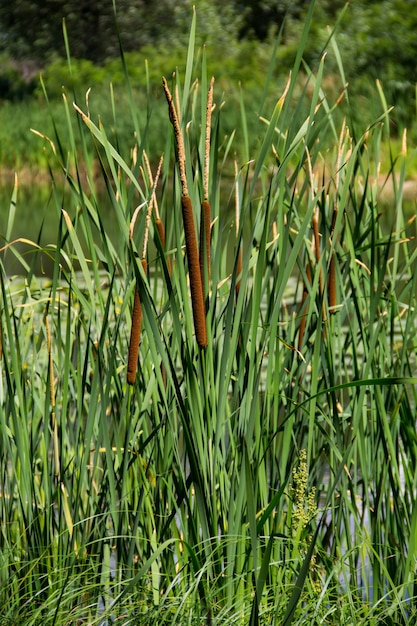 Junco común (Typha latifolia) o espadaña de hoja ancha