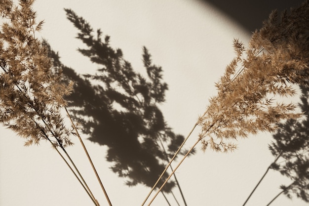 Junco seco da grama dos pampas. Sombras na parede. Silhueta na luz do sol. Conceito mínimo de decoração de interiores.