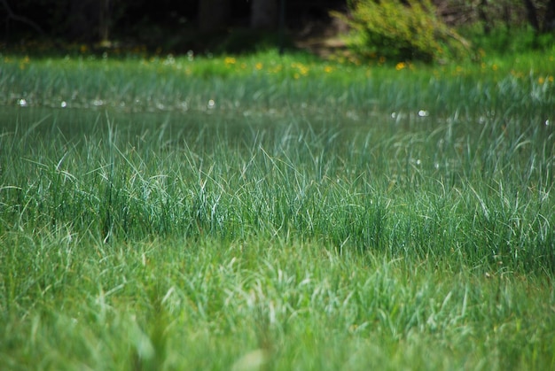 Junco verde