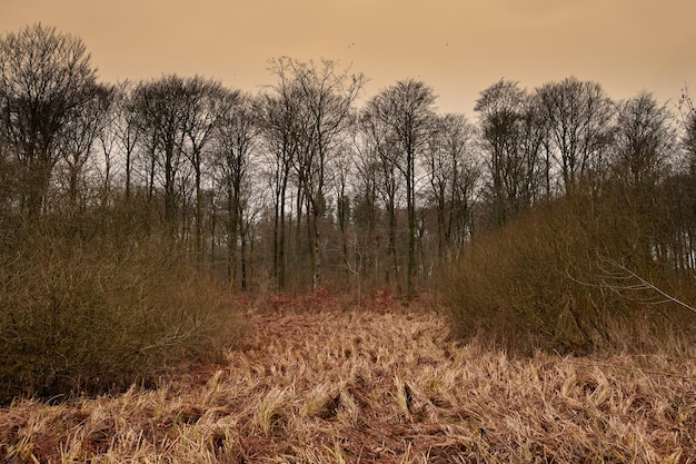 Juncos áridos secos em um campo vazio com fileiras de árvores altas em uma floresta Paisagem rural e remota com fundo de solo não cultivado denso Arbustos intemperizados e estéreis no deserto