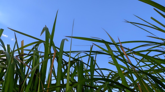 Foto juncos com céu azul