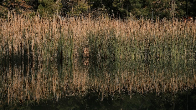 Juncos em um lago e seus reflexos na água