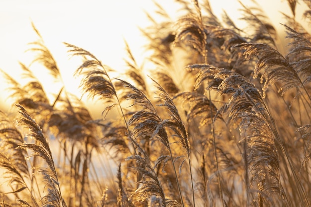 Juncos secos ao ar livre sob os raios do sol poente