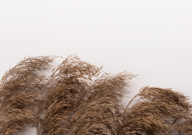 Juncos secos da grama dos pampas em um fundo branco Conceito minimalista Lugar de vista superior do layout plano para copiar