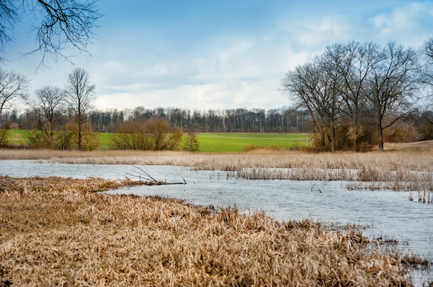 Juncos secos nas margens do reservatório, depois um campo verde de trigo e árvores de inverno. Início da primavera, grande angular.